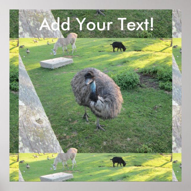 Affiches Emu (Devant)