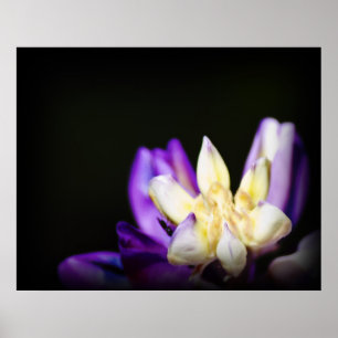 Affiches En amour avec Lupine