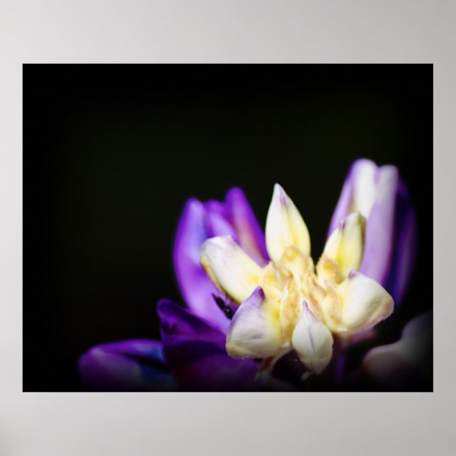 Affiches En amour avec Lupine (Devant)