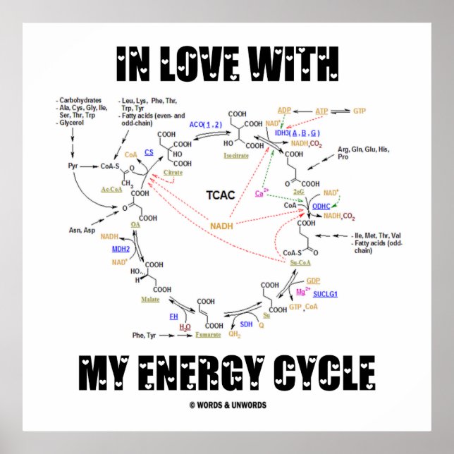 Affiches En amour avec mon cycle d'énergie (Krebs Cycle) (Devant)
