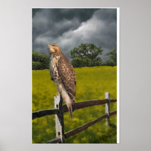 Affiches En attendant la tempête - Buse à queue rousse