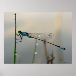 Affiches En attente, Blue Damselfly gros plan
