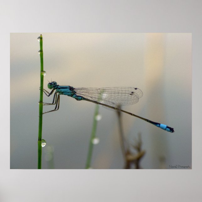 Affiches En attente, Blue Damselfly gros plan (Devant)