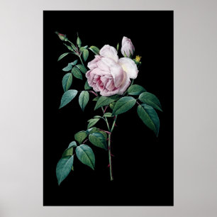 Affiches English pink rose of Redoute black background post