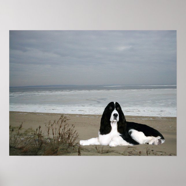 Affiches English Springer Spaniel Print (Devant)
