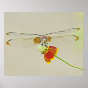 Affiches Ensemble à carreaux (Dythemis fugax) sur Mexicain