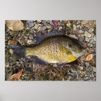 Affiches Ensoleillé