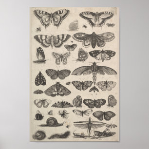 Affiches Entomologie vintage Lépidoptères Insectes