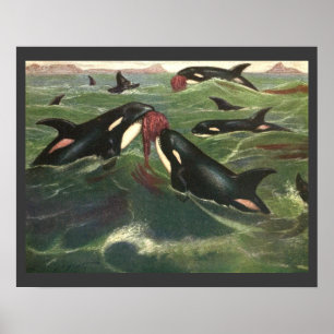 Affiches Épaulards ou orques vintage, mammifères marins