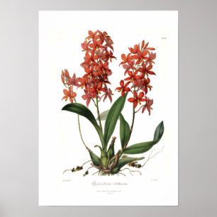 Affiches Epidendrum Vitellinum