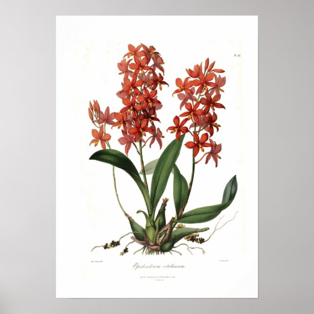 Affiches Epidendrum Vitellinum (Devant)