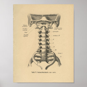 Affiches Épine cervicale d'impression d'anatomie d'Allemand