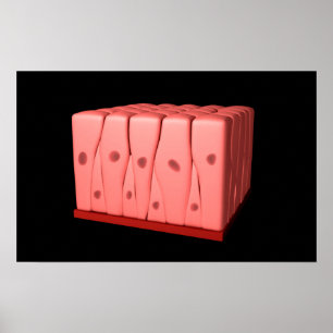 Affiches Épithélium Columnaire Pseudostratifié