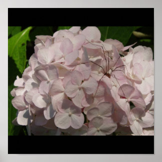 Affiches Épouse roussante et jambe longue