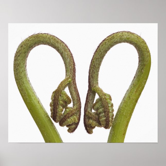 Affiches Épouses de fougères 2 (Devant)