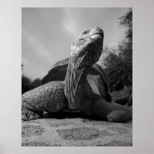Affiches Équateur, Parc national des îles Galapagos, Santa