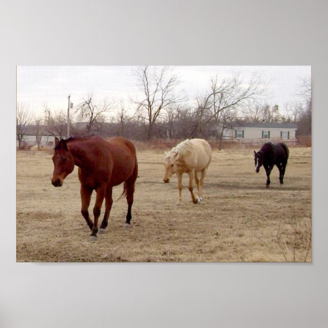 Affiches Equine Suivez l'affiche Leader (Devant)