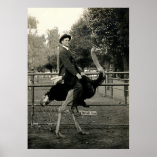 Affiches Équitation 1910 d'autruche