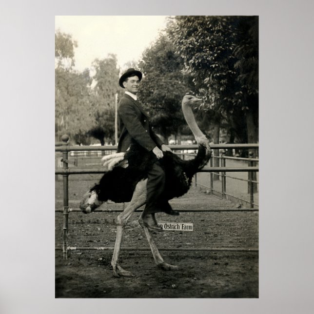 Affiches Équitation D'Autruche 1910 (Devant)