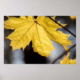 Affiches Érable à sucre, automne