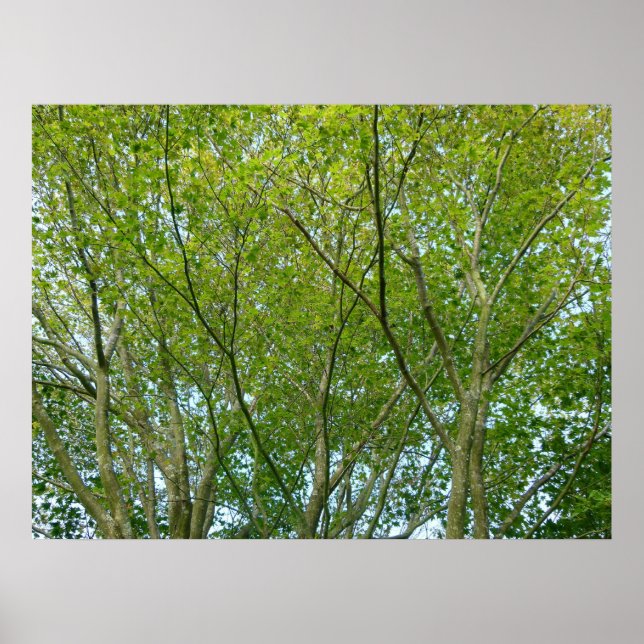 Affiches érable japonais (Devant)