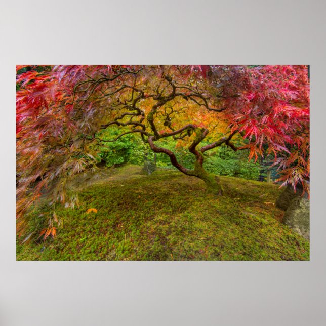 Affiches érable japonais en couleur automne (Devant)