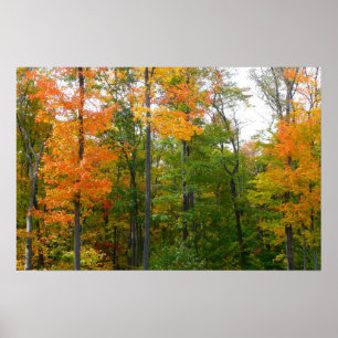 Affiches Érables en automne Photographie de la nature