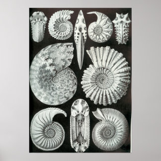 Affiches Ernst Haeckel Ammonitida fossils