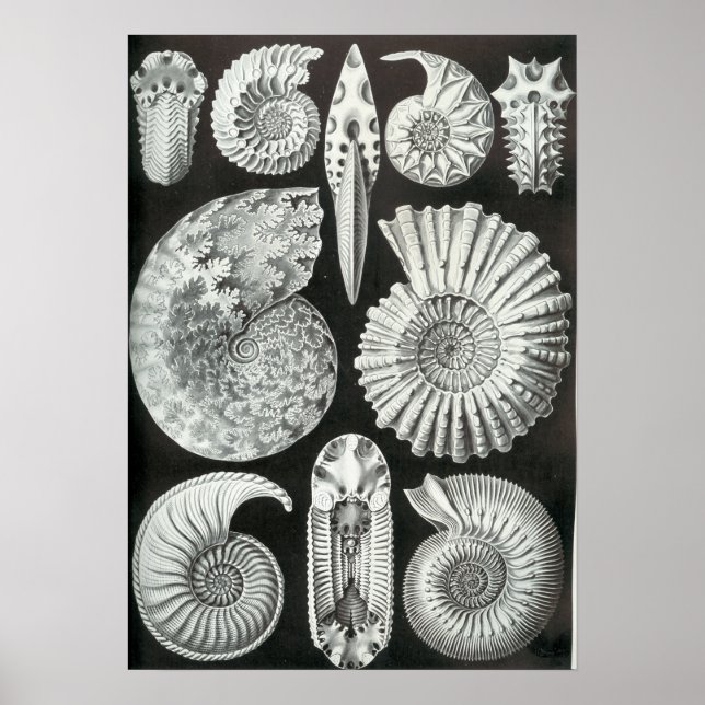 Affiches Ernst Haeckel Ammonitida fossils (Devant)