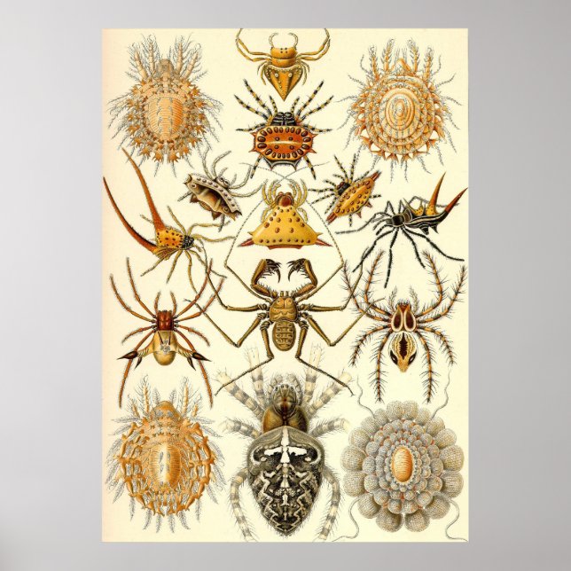 Affiches Ernst Haeckel - Arachnida (Devant)