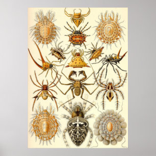 Affiches Ernst Haeckel - arachnides