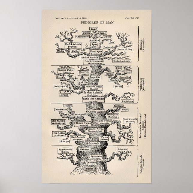 Affiches Ernst Haeckel Arbre de vie Pedigree of Man voluti (Devant)