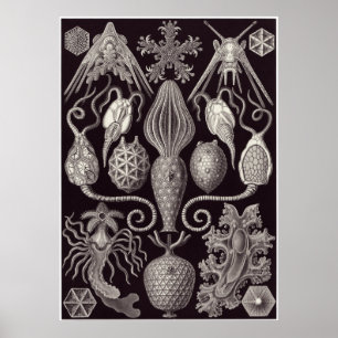 Affiches Ernst Haeckel Art Imprimer : Amphoridea