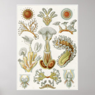 Affiches Ernst Haeckel Art Imprimer : Bryozoa