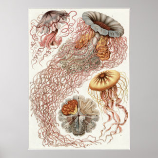 Affiches Ernst Haeckel Art Imprimer : Discomedusae