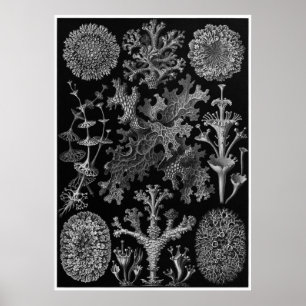 Affiches Ernst Haeckel Art Imprimer : Lichenes