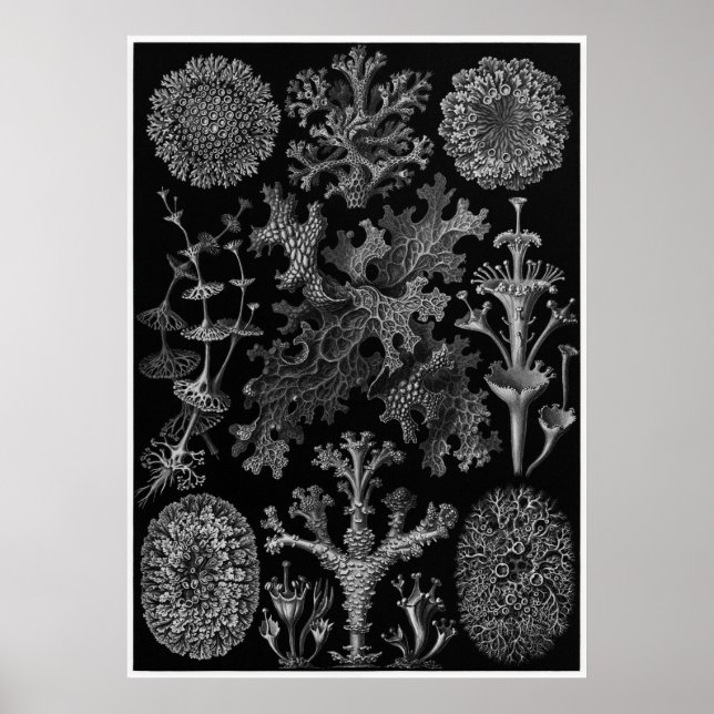 Affiches Ernst Haeckel Art Imprimer : Lichenes (Devant)