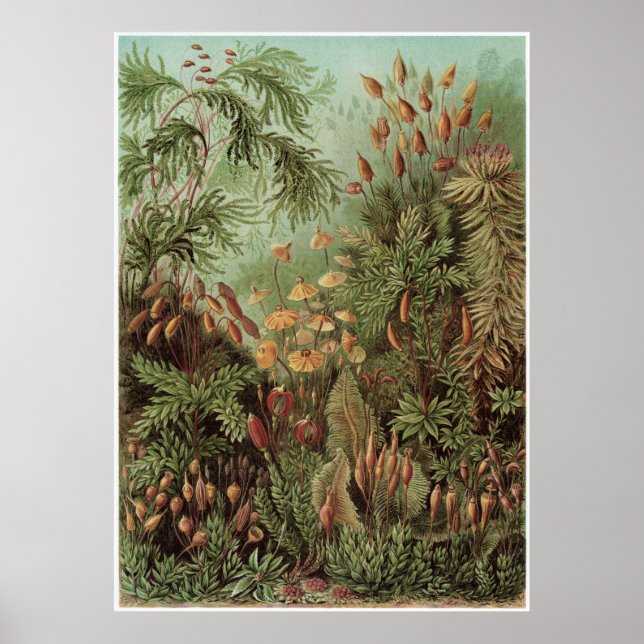 Affiches Ernst Haeckel Art Imprimer : Muscinae (Devant)