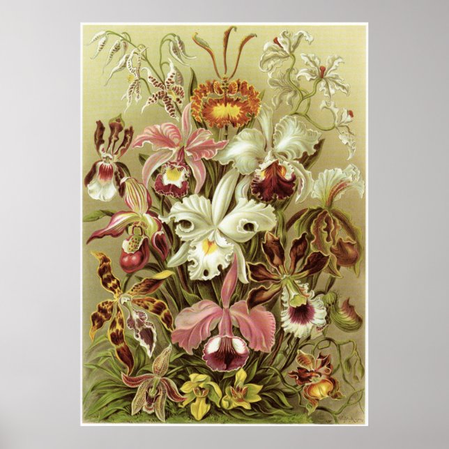 Affiches Ernst Haeckel Art Imprimer : Orchidae (Devant)