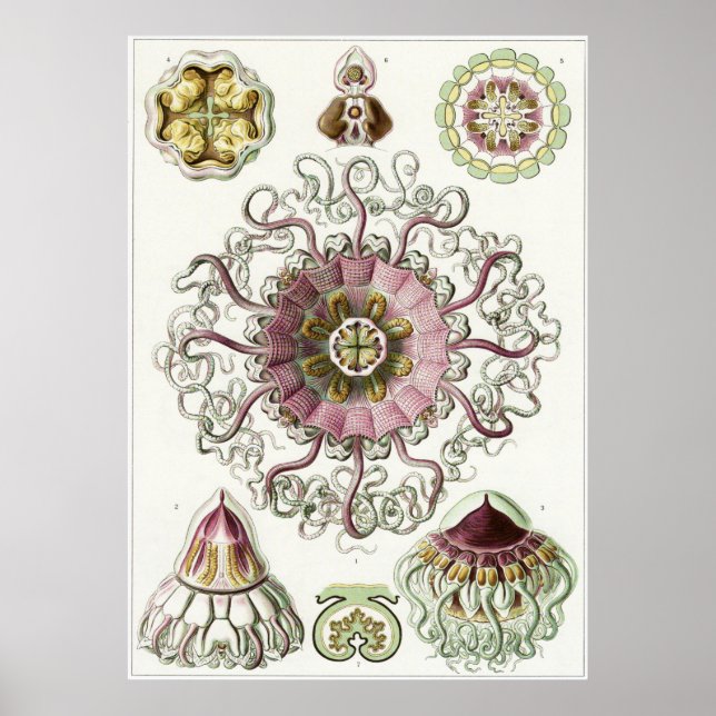 Affiches Ernst Haeckel Art Imprimer : Peromedusae (Devant)
