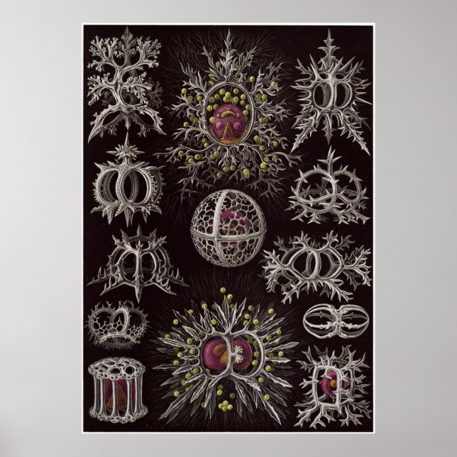 Affiches Ernst Haeckel Art Imprimer : Stephoidea (Devant)