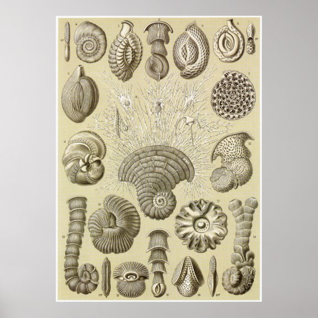 Affiches Ernst Haeckel Art Imprimer : Thalamophora (Devant)