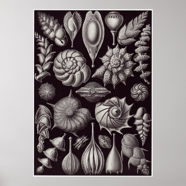 Affiches Ernst Haeckel Art Imprimer : Thalamophora (Devant)
