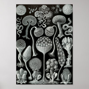 Affiches Ernst Haeckel Art Sea Life 11" x 8,5