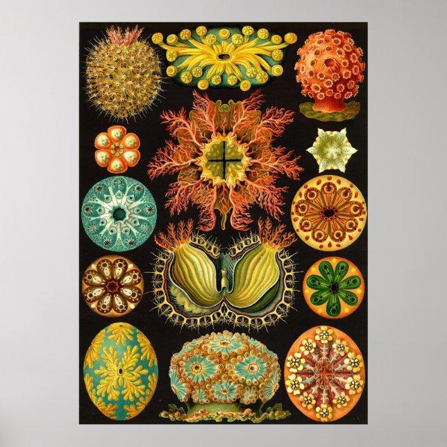 Affiches Ernst Haeckel - Ascidiae (Devant)