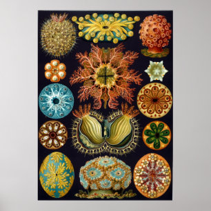 Affiches Ernst Haeckel Ascidiae