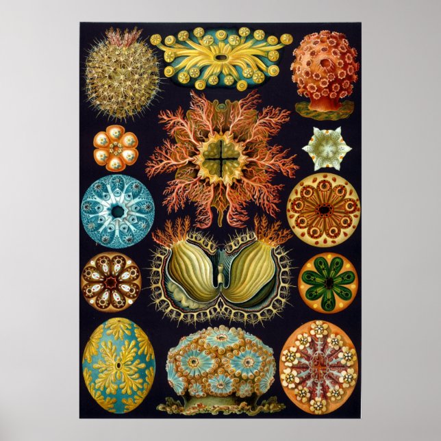 Affiches Ernst Haeckel Ascidiae (Devant)