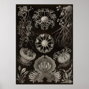 Affiches Ernst Haeckel - Ascomycètes
