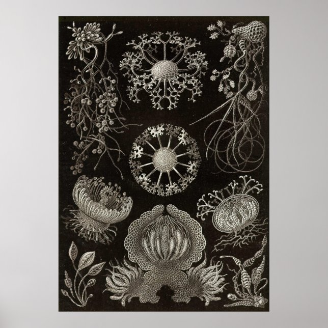 Affiches Ernst Haeckel - Ascomycètes (Devant)