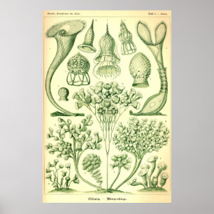 Affiches Ernst Haeckel Ciliata